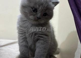 British shorthair , scottish fold