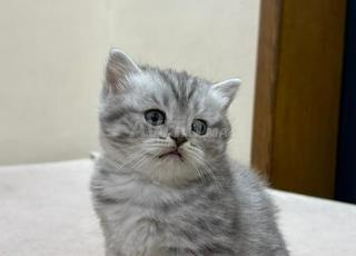 بريتيش شورت هير وسكوتش فولد