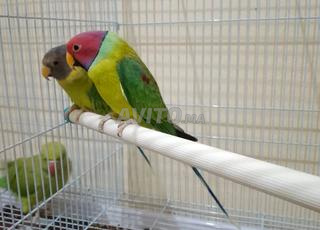 زوج من الببغاء برأس برقوقي