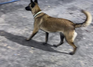 Chien malinois