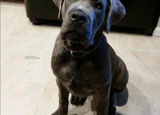 Chiot Cane Corso Lignée de Champion