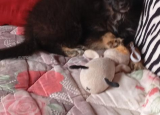 ذكر سبيتز قزم