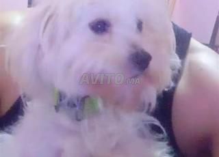 كلب المالطية