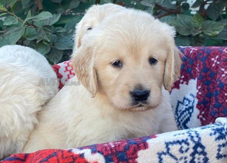 Golden Retriever chiot mâle et femelle disponible
