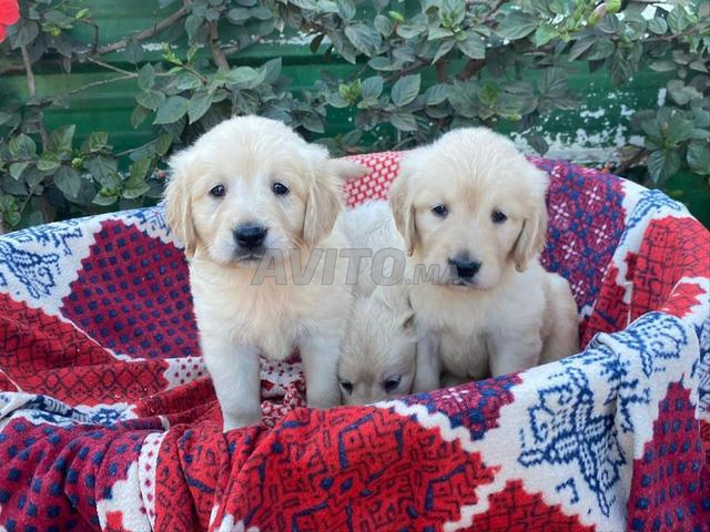 جولدن ريتريفر جرو ذكر وأنثى متاح