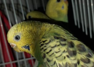 Oiseau Budgerigar ✅