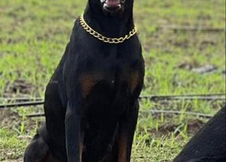 Femelle doberman