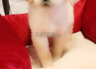 الدار البيضاء