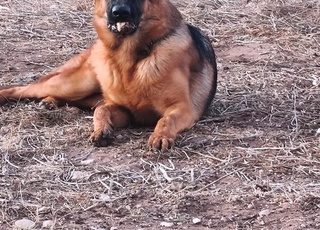 berger allemand pedigree