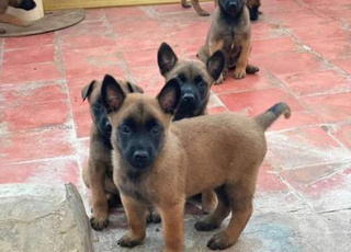 malinois chiot