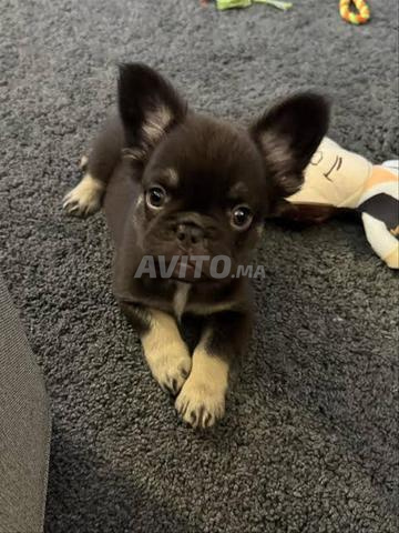 Un petit Chien pour Un petit Logement