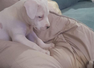 Chiot dogue argentin