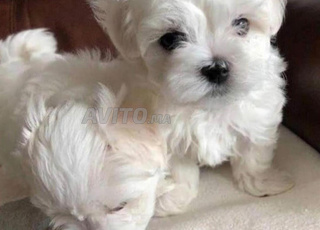Bichons maltais nains dispo