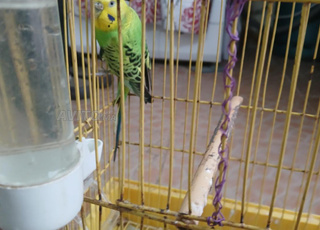 Femelle de perruche avec cage