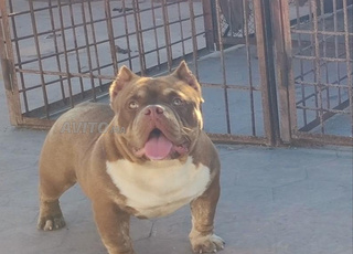 American Bully
