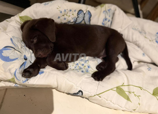 Labrador chocolat