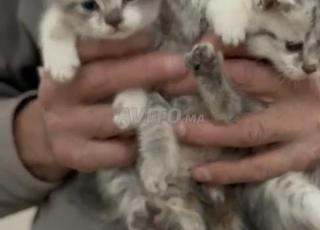 قطة سكوتش فولد