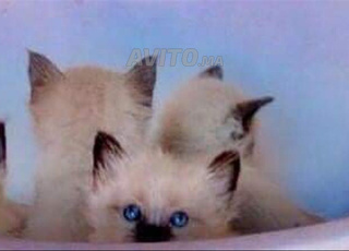 chat siamois yeux bleu