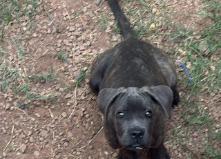 Vendre Chien Cane corso Pur race