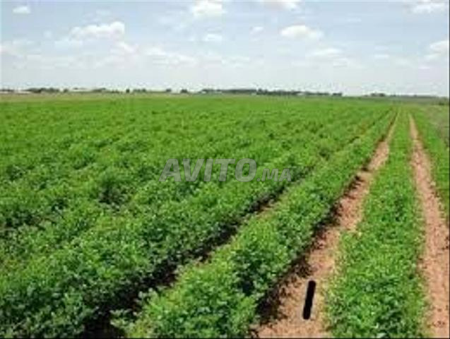 Terrain agricole à vendre dans la région de Oulad Hriz