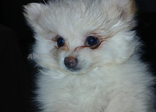 Chiens speedz à vendre