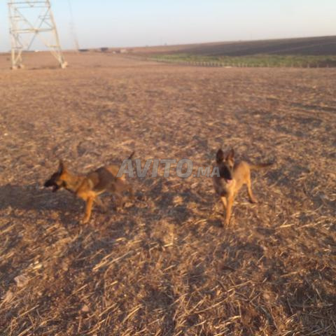 Chiots Malinois mâle et femelle de 6 mois avec carnet de santé - 2