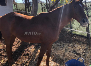 Jument arabe barbe 9 ans pédigré