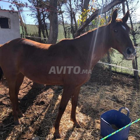 فرس عربي بربري 9 سنوات ذو نسب