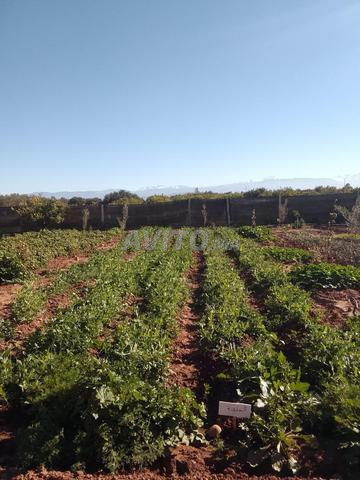 Ferme Clôturée à Vendre à 23km de Marrakech