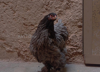 دجاجة براهما باقي صغير