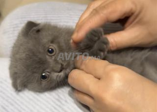 ذكر سكوتش فولد شهرين