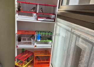 موقنين جذوره قدام