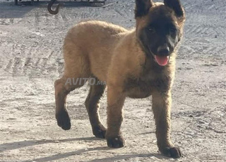 chiots malinois