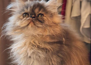 Je cherche un chat et une chatte de race persane à Agadir