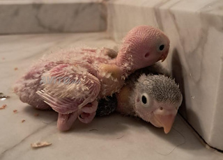 إنسيبارابل فيشر فيشر طيور الحب