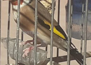 Chardonneret widani marocain