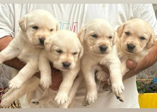 golden retriever chiot