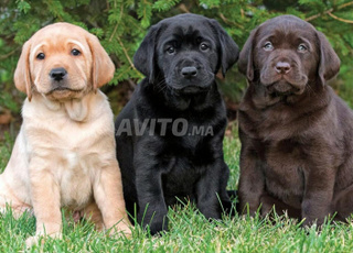 chiot labrador