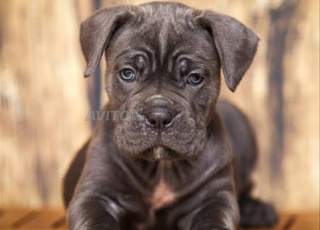 chiot cane corso