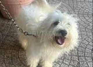 Femelle caniche mltez 7 mois