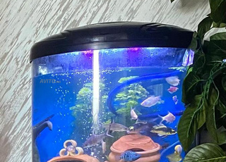 Aquarium complet avec 30 poissons