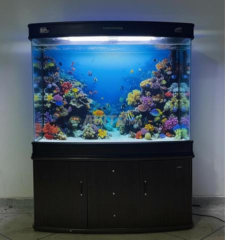 حوض سمك كبير للديكور