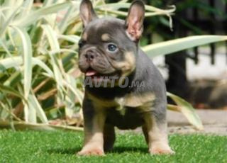 Bulldog bleu et fauve