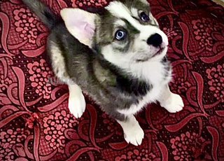 Chien 🐕 Husky à vendre