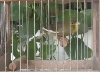 ذكور كانطور