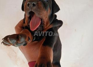 chiot doberman