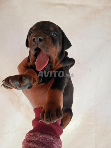 جرو دوبرمان