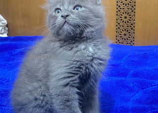 Chat mignon de couleur grise