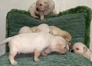 chiots labrador