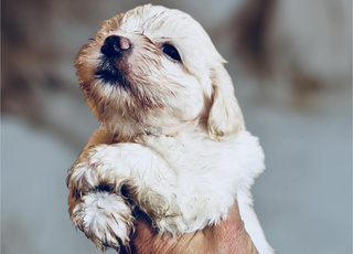 chiot bichon maltais nain